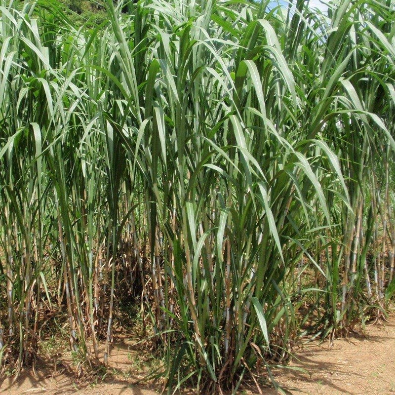 甜象草與皇竹草兩者有什么區別 甜象草與皇竹草兩者有什么區別