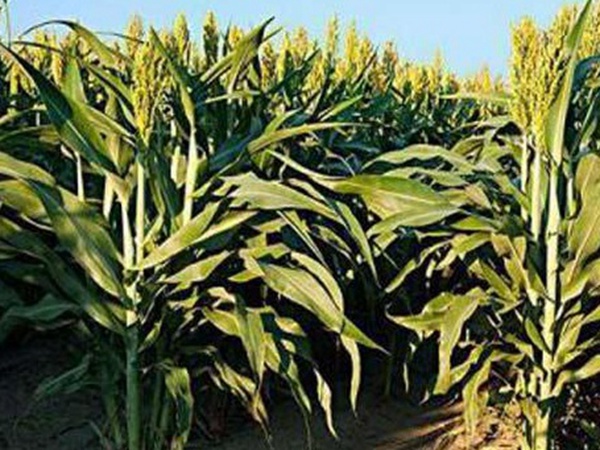 黑小麥批發價格多少錢一斤?黑小麥種植方法是什么? 黑小麥批發價格多少錢一斤?黑小麥種植方法是什么?