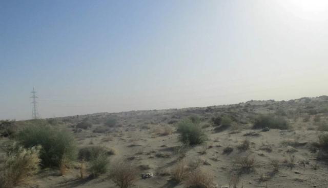 綠化草坪堿茅草的種植方法以及經濟價值 綠化草坪堿茅草的種植方法以及經濟價值