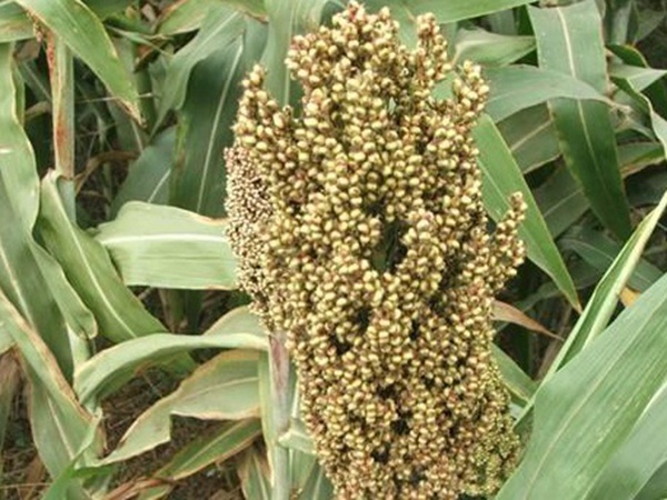 甜高粱簡單如何播種,播種方法是什么? 甜高粱簡單如何播種,播種方法是什么?