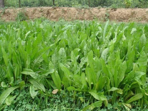 魯梅克斯牧草的優(yōu)缺點都有哪些？需要了解啥？