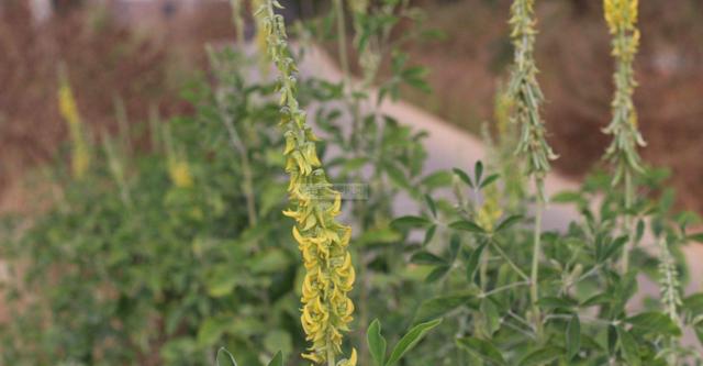 豬屎豆種植技術說明，什么時候種植最佳？