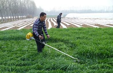 冬天適合播種的牧草——一年生黑麥草