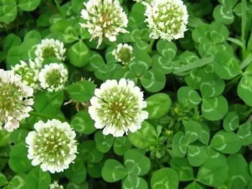 白三葉除草最強(qiáng)技術(shù)有哪些？