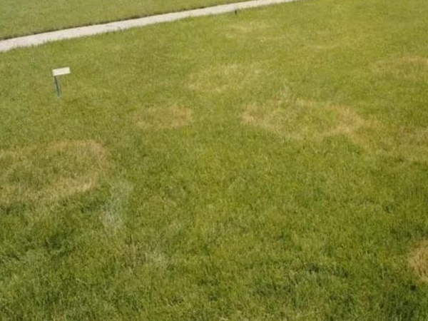 草坪養(yǎng)護(hù) | 夏季管理管理技術(shù)要點(diǎn)與栽培方法 草坪養(yǎng)護(hù) | 夏季管理管理技術(shù)要點(diǎn)與栽培方法