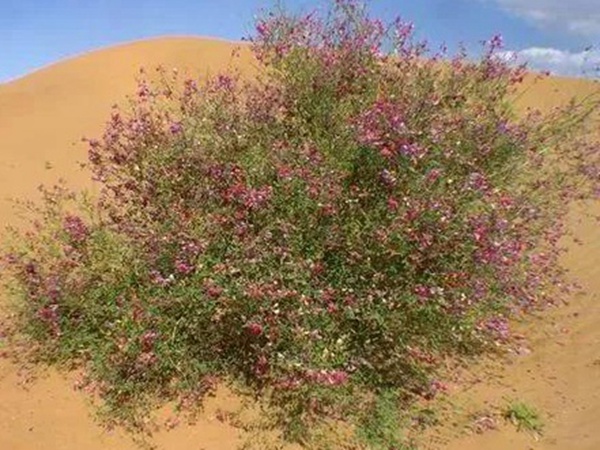 園林中發現美麗的你——花棒