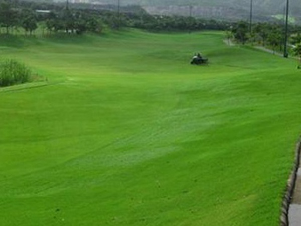 堿茅草種子多久能發(fā)芽，播種方法是什么？