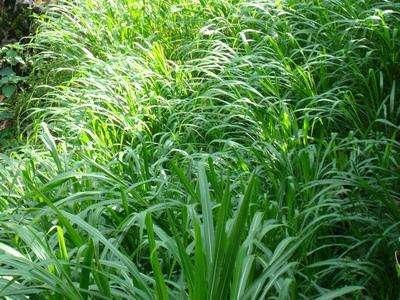 優(yōu)質(zhì)的牧草——蘇丹草,怎么種植可以高產(chǎn) 優(yōu)質(zhì)的牧草——蘇丹草,怎么種植可以高產(chǎn)