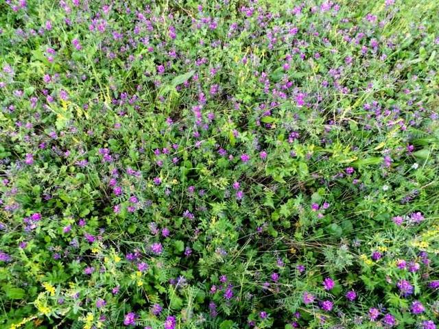 正確的種植沙打旺，需要注意的地方有哪些