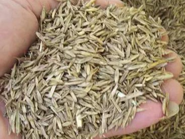 一年生黑麥草特高栽培技術與收割利用