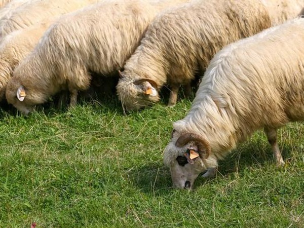 養羊如何選擇牧草?有什么需要注意的? 養羊如何選擇牧草?有什么需要注意的?