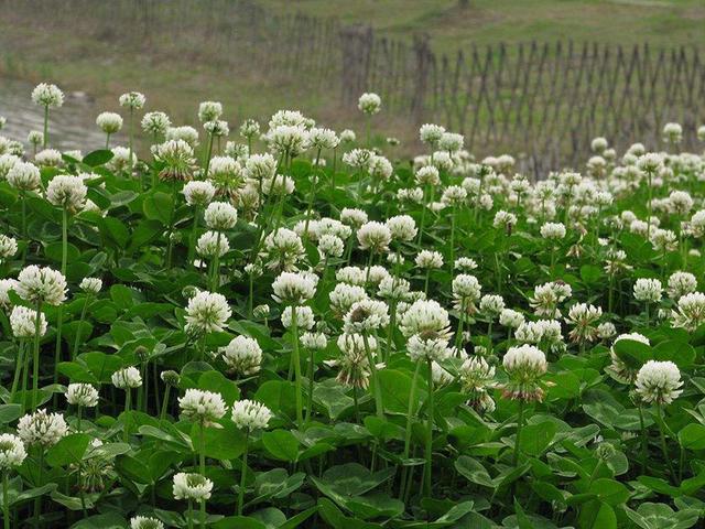 綠化草坪種子種植,白三葉的有點(diǎn)有哪些 綠化草坪種子種植,白三葉的有點(diǎn)有哪些