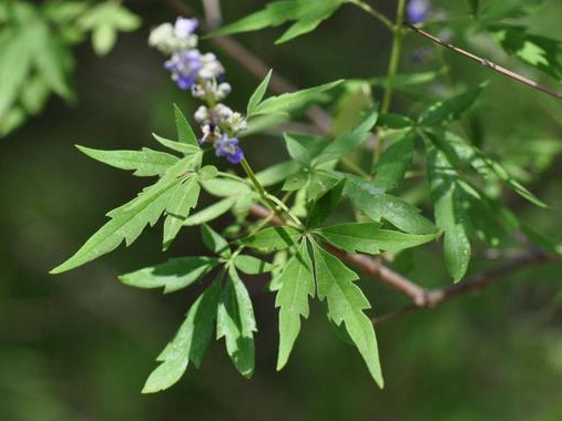 如何提高荊條的種植效益?有什么需要注意的? 如何提高荊條的種植效益?有什么需要注意的?