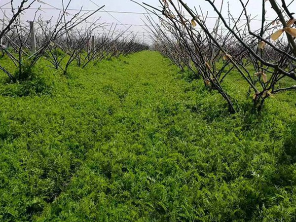 牧草養(yǎng)豬---光葉紫花苕栽培管理與利用技術(shù) 牧草養(yǎng)豬---光葉紫花苕栽培管理與利用技術(shù)