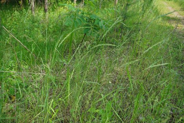 優(yōu)質(zhì)牧草——披堿草,具有不同的經(jīng)濟(jì)價(jià)值 優(yōu)質(zhì)牧草——披堿草,具有不同的經(jīng)濟(jì)價(jià)值