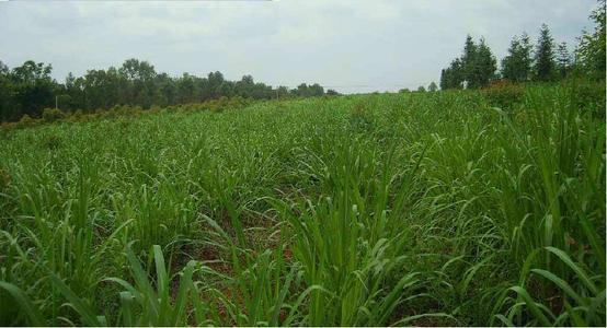 高丹草如何養殖，種植方法是什么？