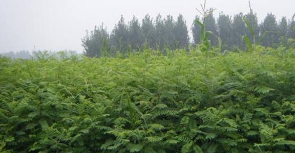 常見綠化護(hù)坡品種——紫穗槐經(jīng)濟(jì)價(jià)值 常見綠化護(hù)坡品種——紫穗槐經(jīng)濟(jì)價(jià)值