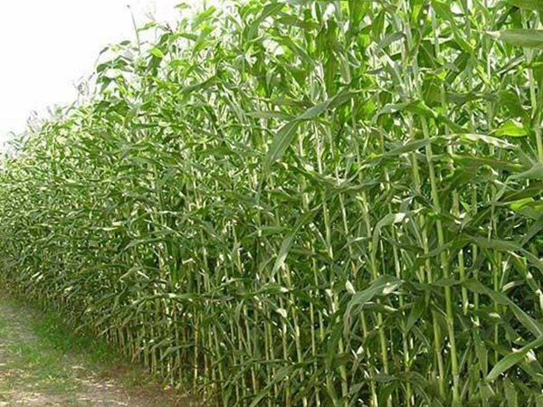 甜高粱的種植方法有哪些,你了解多少? 甜高粱的種植方法有哪些,你了解多少?