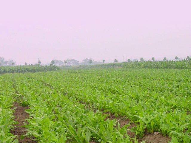 魯梅克斯的前景應(yīng)用,主要特點(diǎn)是什么? 魯梅克斯的前景應(yīng)用,主要特點(diǎn)是什么?