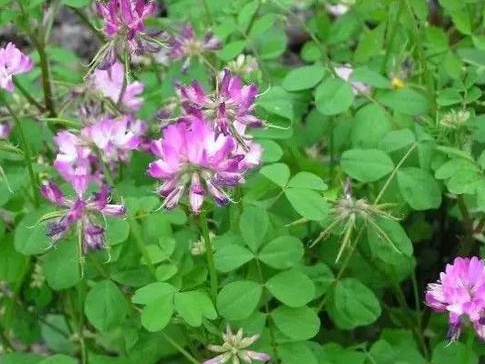 看著很好看的紫云英，紫云英基本介紹