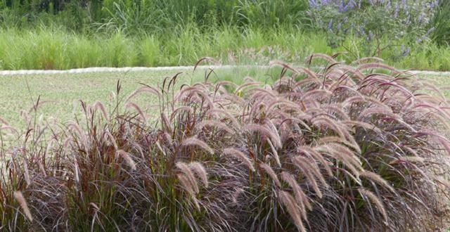 狗尾巴草用途居然還有這么多的