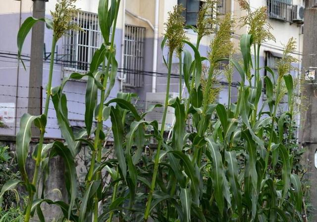 甜高粱栽培,田間管理方法有哪些 甜高粱栽培,田間管理方法有哪些