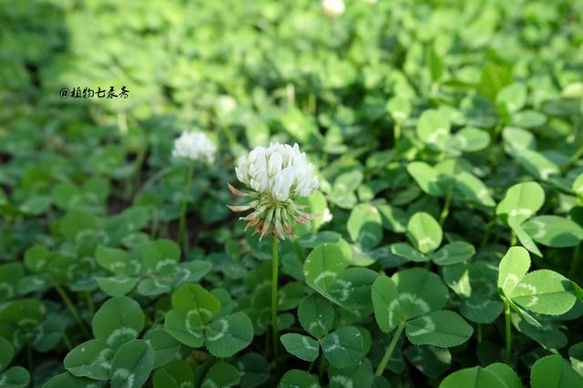 白三葉草,不但栽培,觀賞期長,管理方法簡單而且花繁葉茂 白三葉草,不但栽培,觀賞期長,管理方法簡單而且花繁葉茂