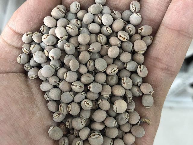 木豆種植技術介紹以及管理方法