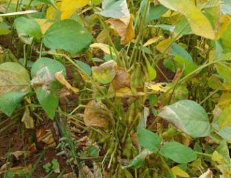 黑豆的播種前處理及田間管理技術 黑豆的播種前處理及田間管理技術