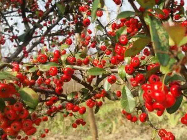 生態綠化種子有哪些，有什么需要注意的