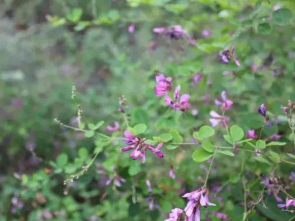 落葉灌木30——胡枝子生態(tài)習(xí)性 落葉灌木30——胡枝子生態(tài)習(xí)性