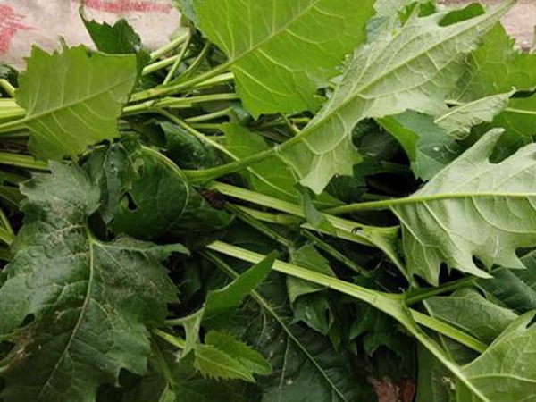 串葉松香草牧草——養畜禽種牧草選對品種很重要 串葉松香草牧草——養畜禽種牧草選對品種很重要