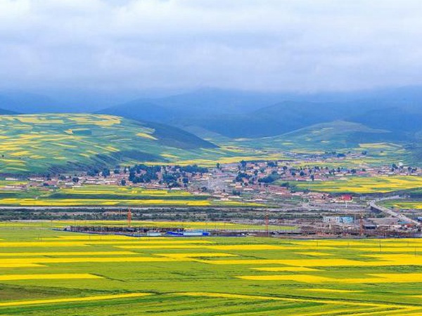 油菜種子品種繁多，去哪可以買到質量好的種子？