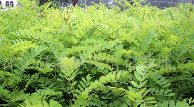 常見綠化護(hù)坡品種——紫穗槐經(jīng)濟(jì)價(jià)值 常見綠化護(hù)坡品種——紫穗槐經(jīng)濟(jì)價(jià)值