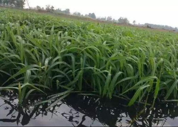小龍蝦塘種植小米草的優點和種植方法 小龍蝦塘種植小米草的優點和種植方法