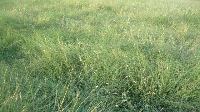 種植野牛草不僅僅要知道什么時候種植,還要知道種植后如何管理 種植野牛草不僅僅要知道什么時候種植,還要知道種植后如何管理