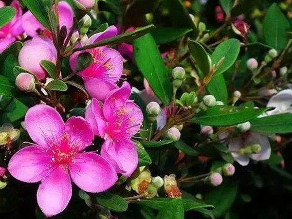 桃金娘的鑒賞與栽培養(yǎng)護(hù)