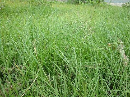 百喜草如何種植,種植方法是什么? 百喜草如何種植,種植方法是什么?