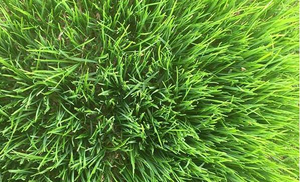 冬天適合播種的牧草——一年生黑麥草