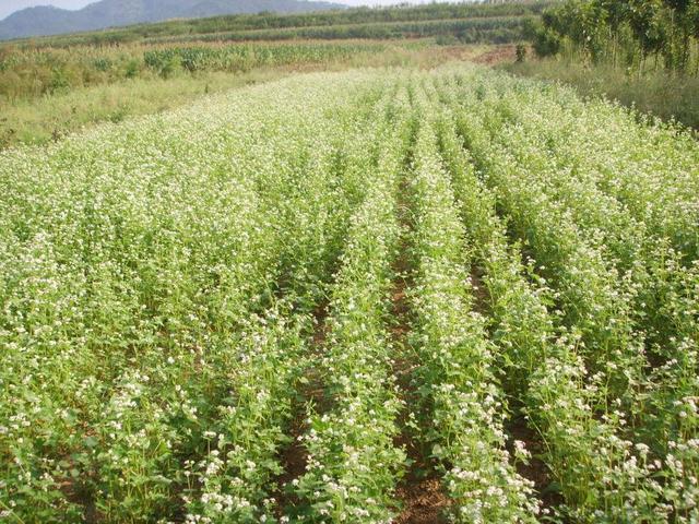 蕎麥的產(chǎn)地在哪？蕎麥的高產(chǎn)種植技術與方法