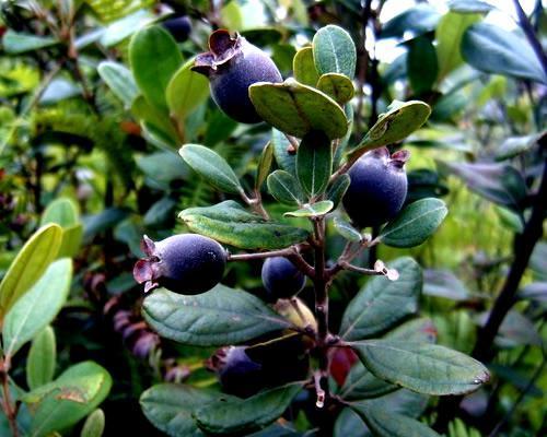 桃金娘可以人工種植嗎？桃金娘種植方法是什么？