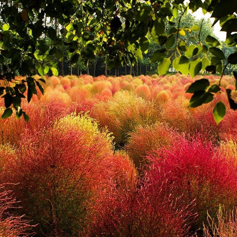 紅色地膚 紅色地膚