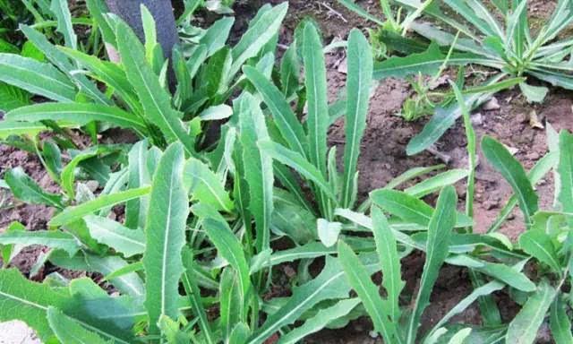 苦荬菜怎樣種植效果好?怎么種植可以高產(chǎn)量 苦荬菜怎樣種植效果好?怎么種植可以高產(chǎn)量