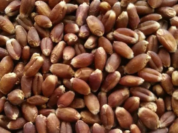 黑小麥牧草種子的經濟價值與作用 黑小麥牧草種子的經濟價值與作用