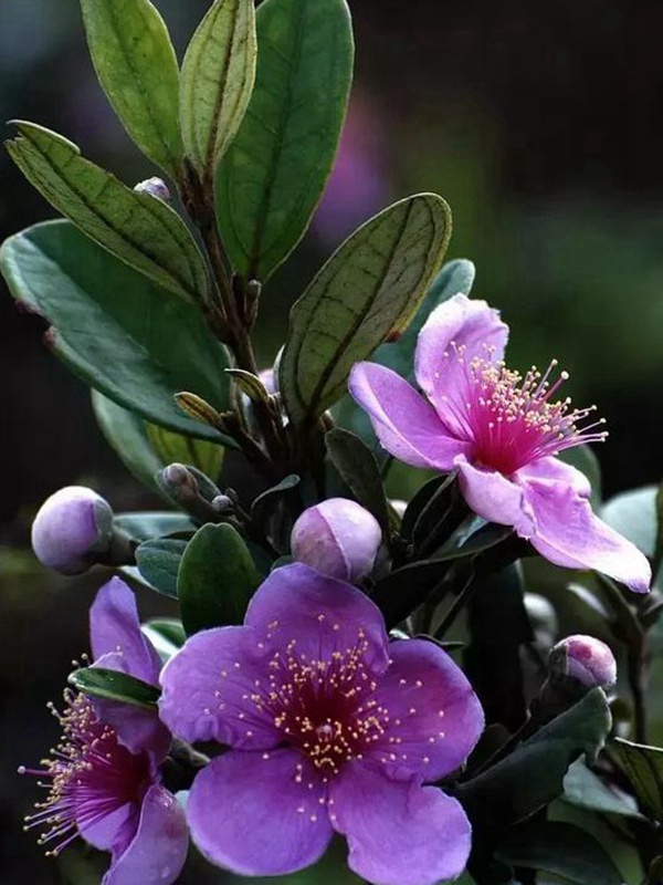 桃金娘的鑒賞與栽培養(yǎng)護(hù)