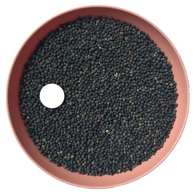 優質養蜂蜜源植物、牧草光葉紫花苕的種植技術 優質養蜂蜜源植物、牧草光葉紫花苕的種植技術