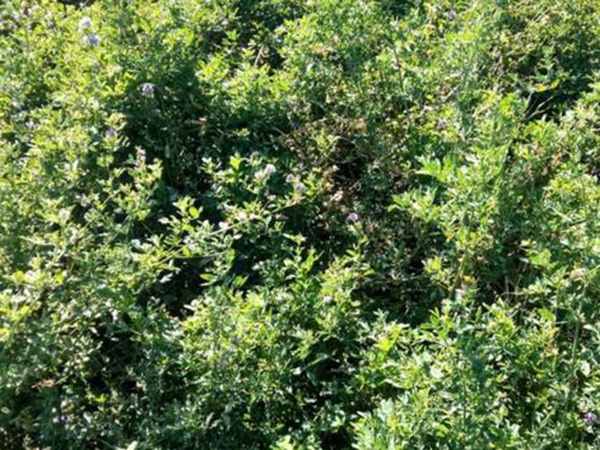 養羊牧草紫花苜蓿種植技術:怎么做可以高產量 養羊牧草紫花苜蓿種植技術:怎么做可以高產量