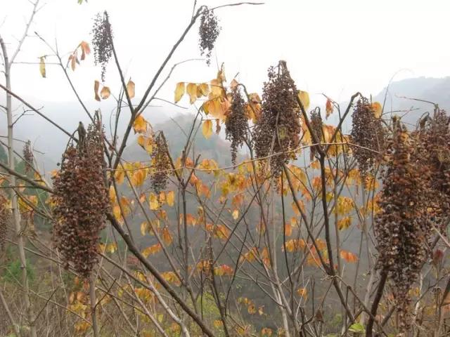 江陰鄉土植物——鹽膚木灌木 江陰鄉土植物——鹽膚木灌木