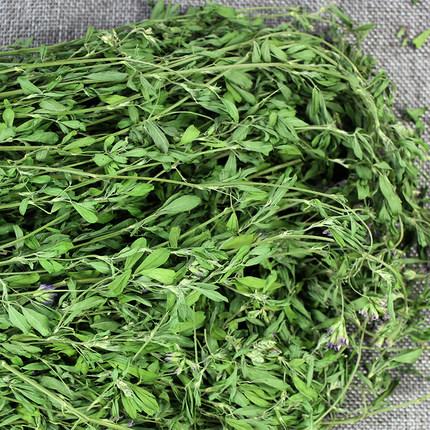 紫花苜蓿的高效栽培管理方法和加工技術(shù)