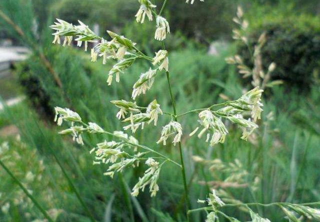 一次種植,多次收益的優(yōu)質(zhì)牧草——多年生黑麥草 一次種植,多次收益的優(yōu)質(zhì)牧草——多年生黑麥草